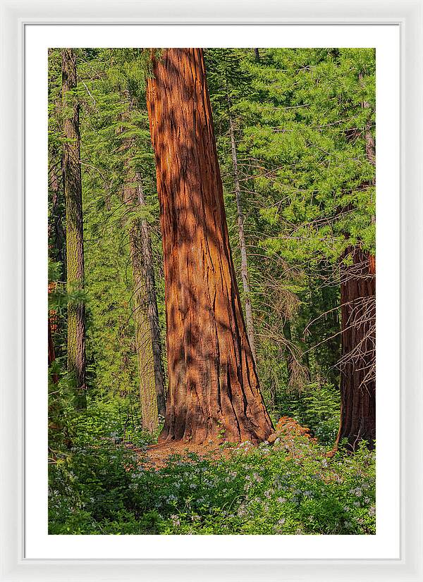 Large Sequoia Tree and Forest - Framed Print
