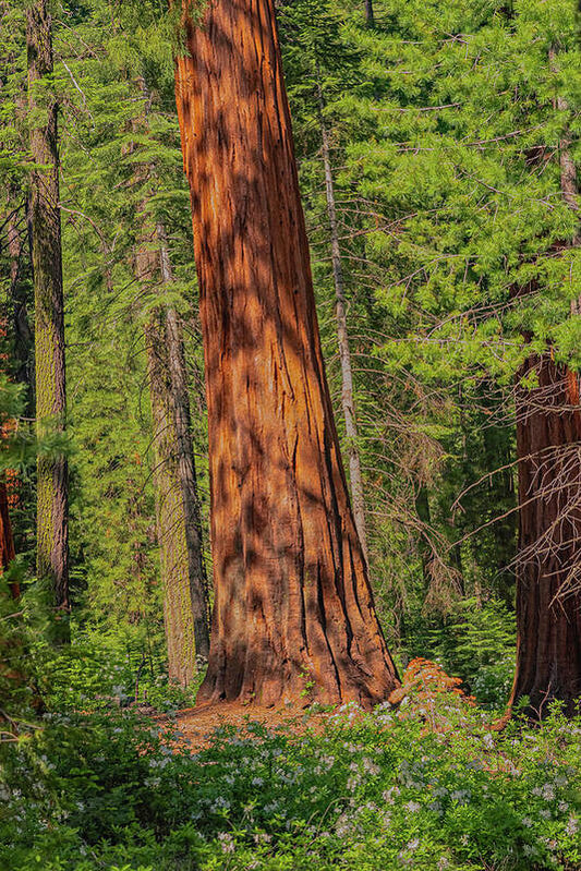 Large Sequoia Tree and Forest - Art Print
