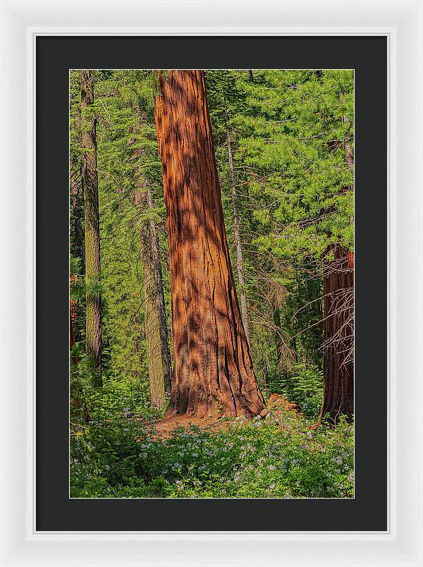 Large Sequoia Tree and Forest - Framed Print