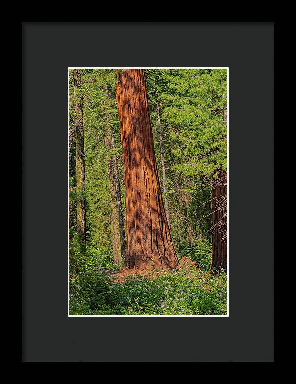 Large Sequoia Tree and Forest - Framed Print