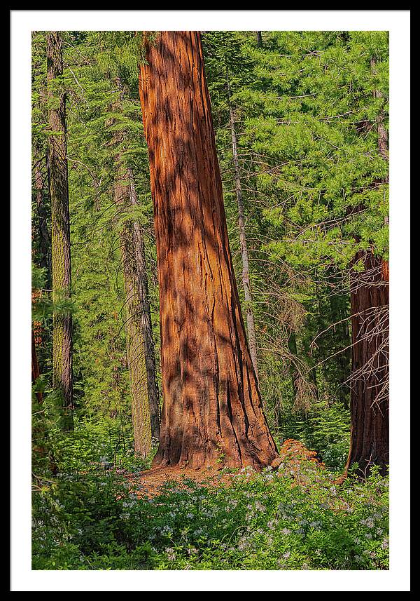 Large Sequoia Tree and Forest - Framed Print