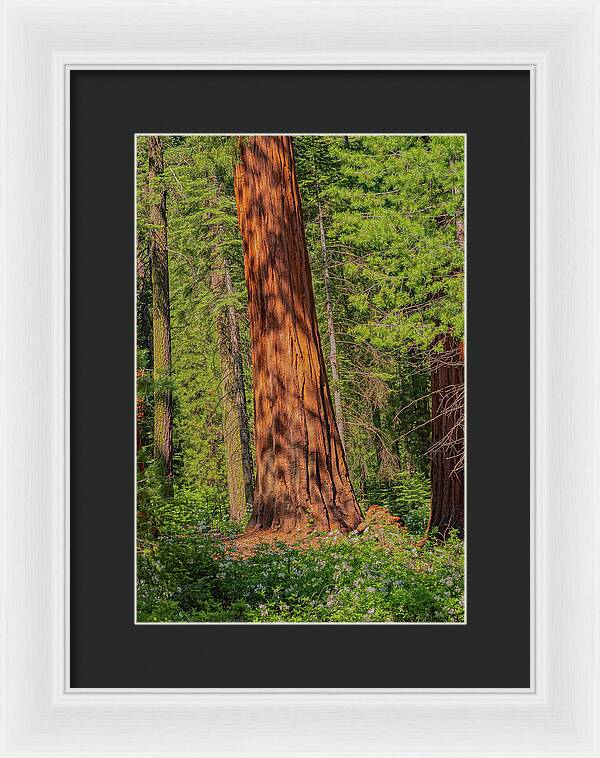 Large Sequoia Tree and Forest - Framed Print