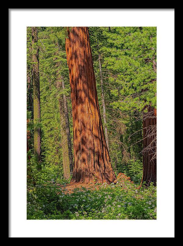 Large Sequoia Tree and Forest - Framed Print