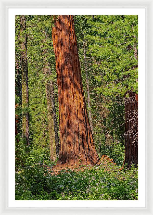 Large Sequoia Tree and Forest - Framed Print