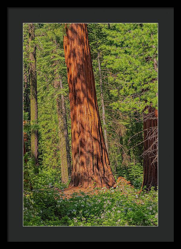 Large Sequoia Tree and Forest - Framed Print