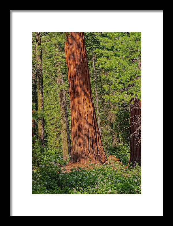 Large Sequoia Tree and Forest - Framed Print
