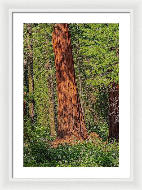 Large Sequoia Tree and Forest - Framed Print