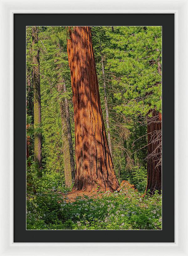 Large Sequoia Tree and Forest - Framed Print