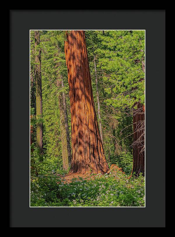Large Sequoia Tree and Forest - Framed Print