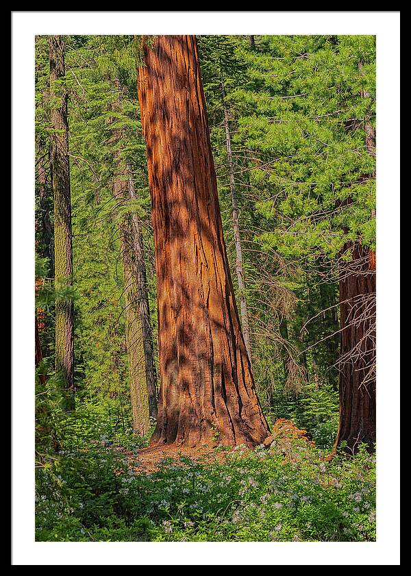 Large Sequoia Tree and Forest - Framed Print