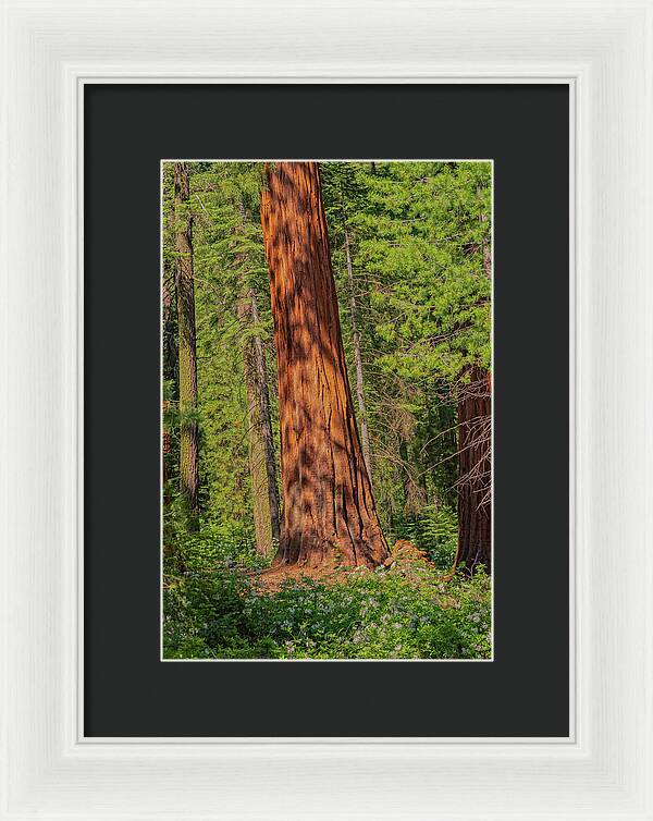 Large Sequoia Tree and Forest - Framed Print