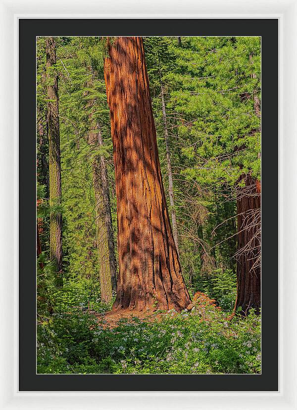 Large Sequoia Tree and Forest - Framed Print