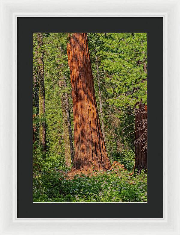Large Sequoia Tree and Forest - Framed Print