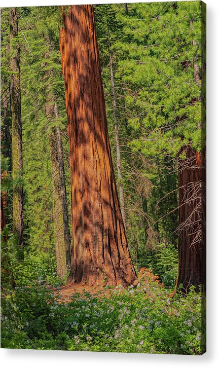 Large Sequoia Tree and Forest - Acrylic Print