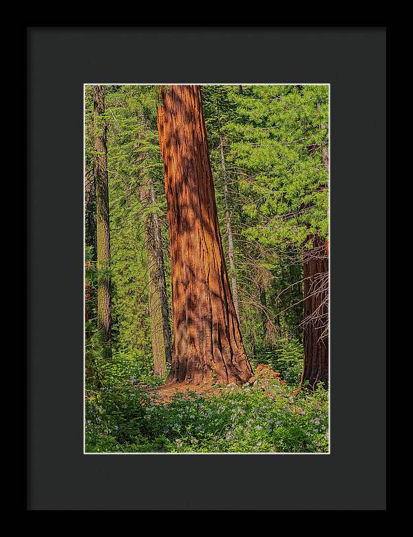 Large Sequoia Tree and Forest - Framed Print