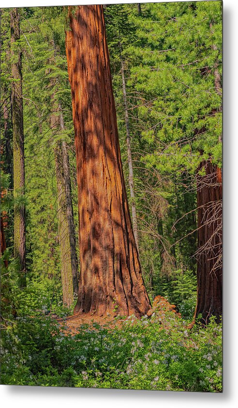 Large Sequoia Tree and Forest - Metal Print