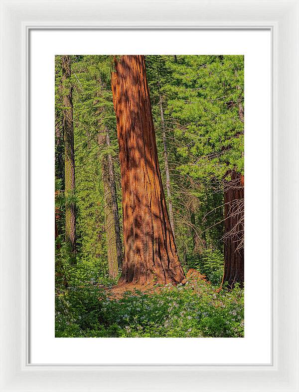 Large Sequoia Tree and Forest - Framed Print
