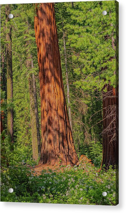 Large Sequoia Tree and Forest - Acrylic Print