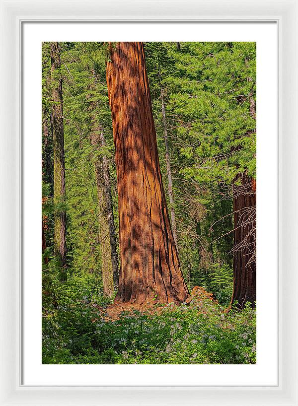 Large Sequoia Tree and Forest - Framed Print