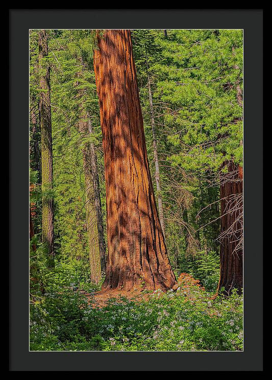 Large Sequoia Tree and Forest - Framed Print