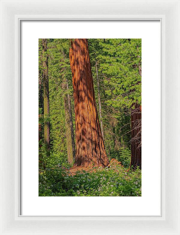 Large Sequoia Tree and Forest - Framed Print