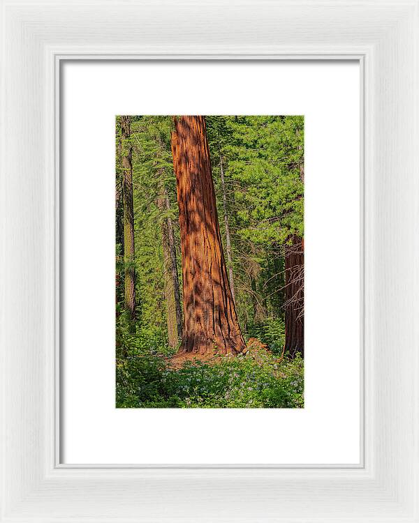 Large Sequoia Tree and Forest - Framed Print