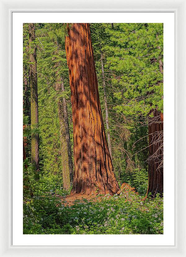 Large Sequoia Tree and Forest - Framed Print