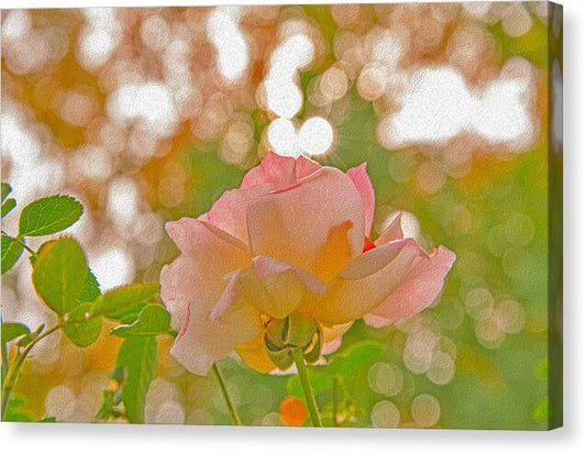 Light Pink Rose and Orbs - Canvas Print