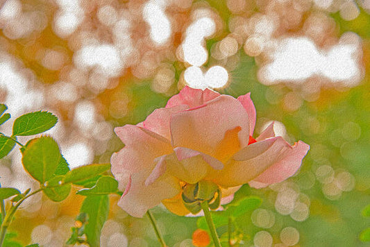 Light Pink Rose and Orbs - Art Print