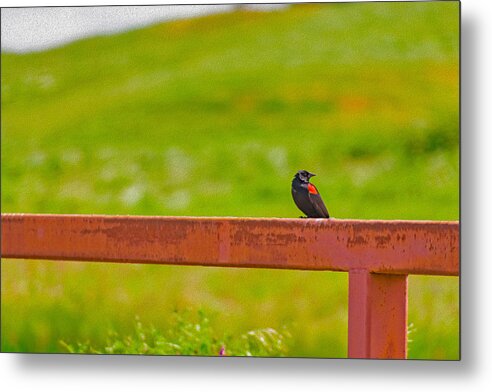 Lonely Small Bird Chilling on a Fence - Metal Print
