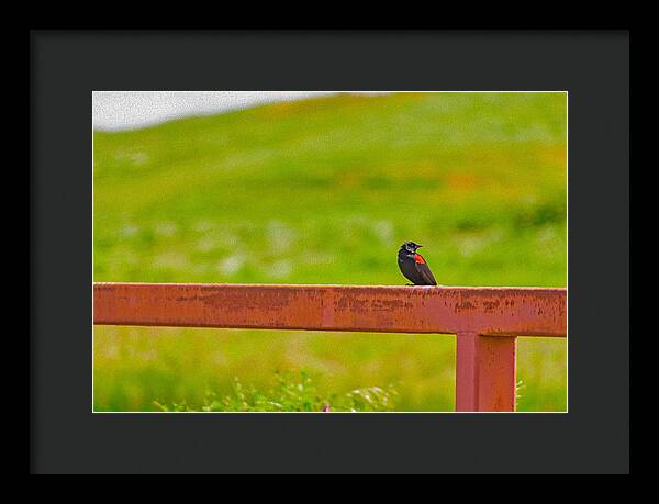 Lonely Small Bird Chilling on a Fence - Framed Print