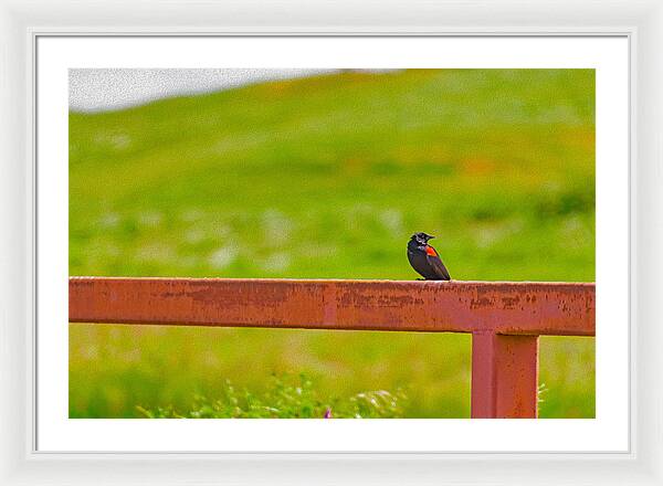Lonely Small Bird Chilling on a Fence - Framed Print