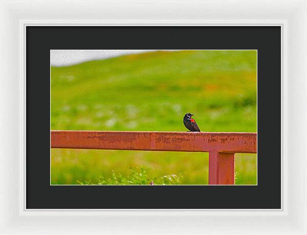 Lonely Small Bird Chilling on a Fence - Framed Print