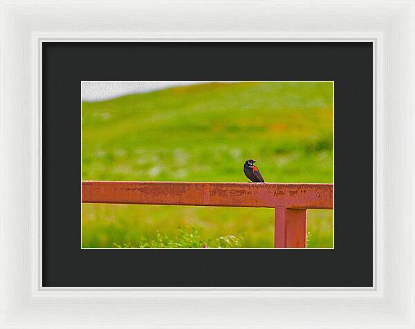 Lonely Small Bird Chilling on a Fence - Framed Print