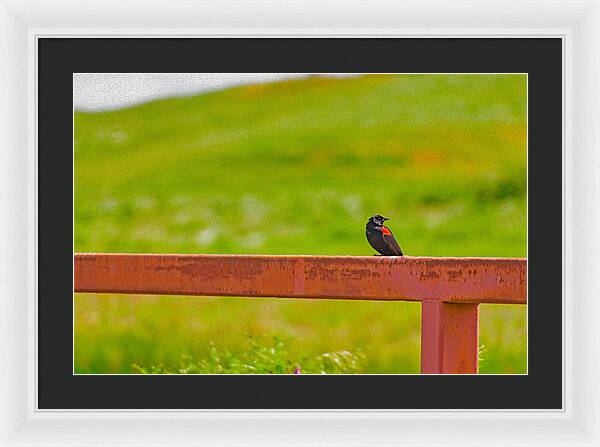 Lonely Small Bird Chilling on a Fence - Framed Print