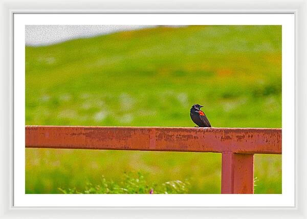 Lonely Small Bird Chilling on a Fence - Framed Print