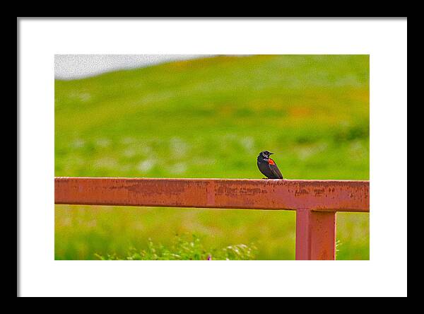 Lonely Small Bird Chilling on a Fence - Framed Print