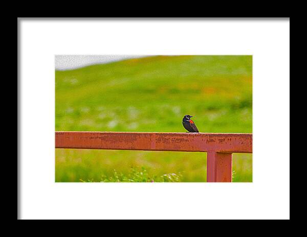 Lonely Small Bird Chilling on a Fence - Framed Print