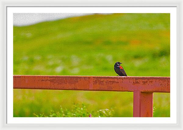 Lonely Small Bird Chilling on a Fence - Framed Print