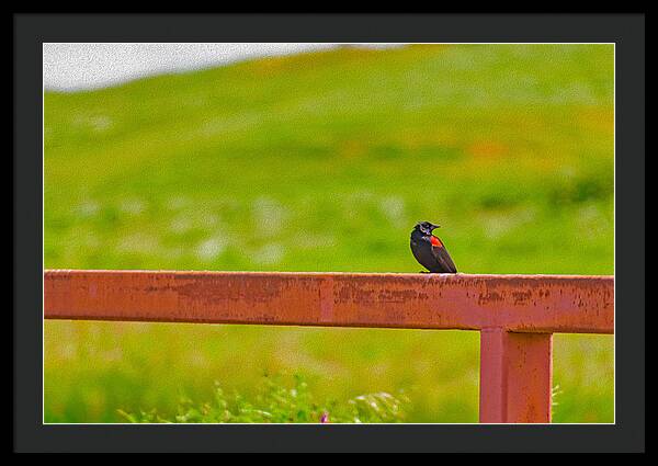 Lonely Small Bird Chilling on a Fence - Framed Print