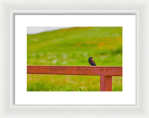 Lonely Small Bird Chilling on a Fence - Framed Print