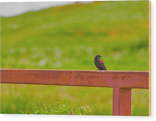 Lonely Small Bird Chilling on a Fence - Wood Print