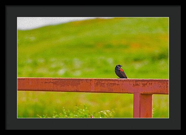 Lonely Small Bird Chilling on a Fence - Framed Print