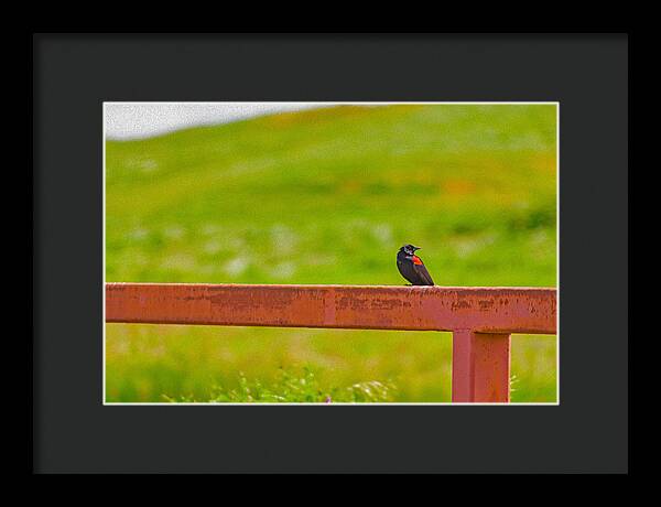 Lonely Small Bird Chilling on a Fence - Framed Print