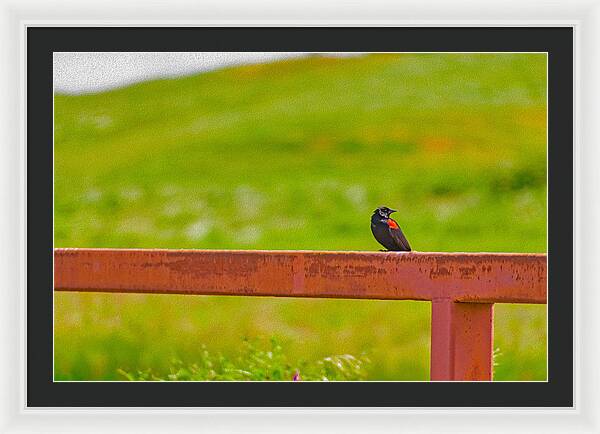 Lonely Small Bird Chilling on a Fence - Framed Print