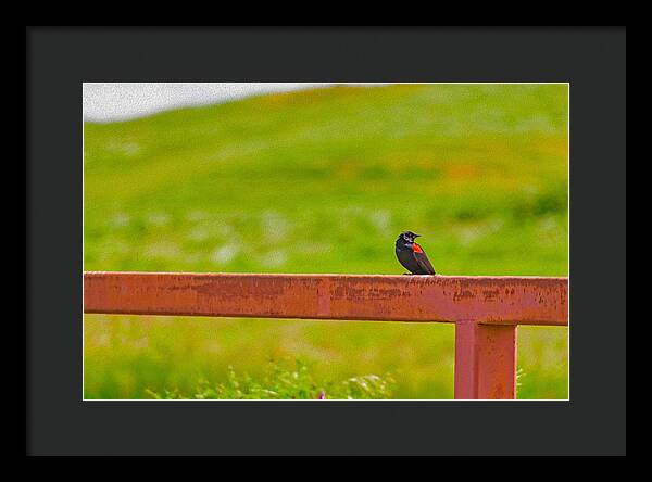 Lonely Small Bird Chilling on a Fence - Framed Print