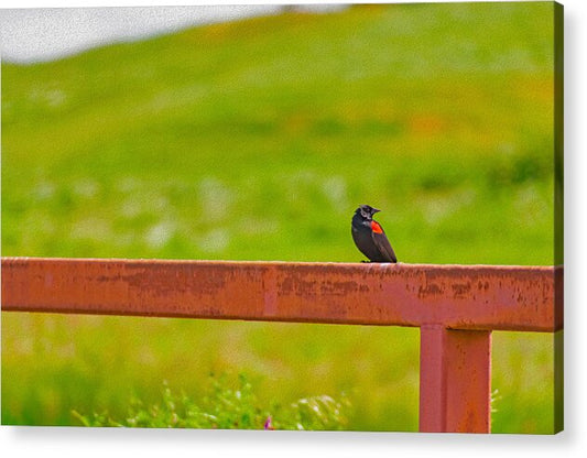 Lonely Small Bird Chilling on a Fence - Acrylic Print