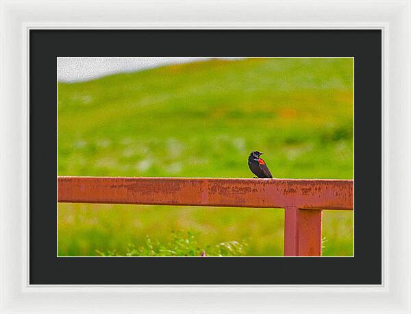 Lonely Small Bird Chilling on a Fence - Framed Print