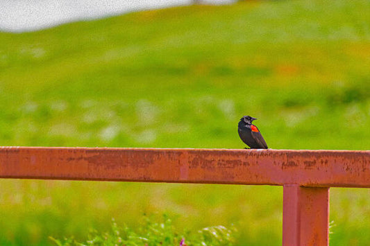 Lonely Small Bird Chilling on a Fence - Art Print