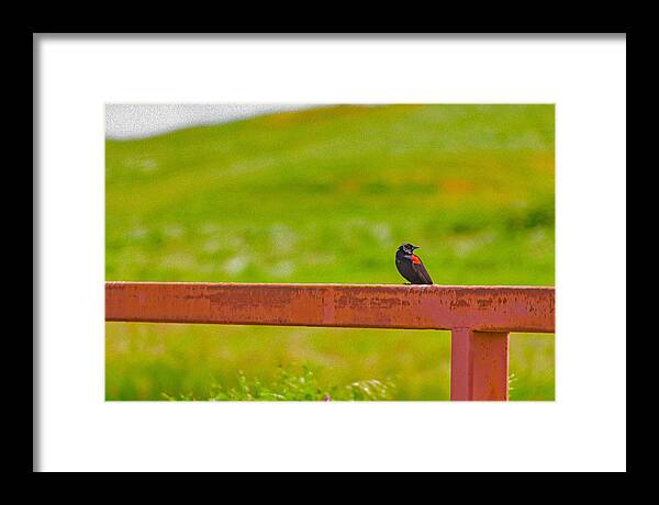 Lonely Small Bird Chilling on a Fence - Framed Print